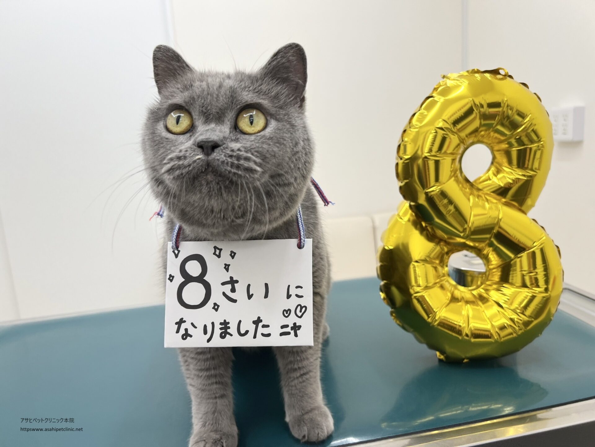 カイです♪ 51 – アサヒペットクリニック